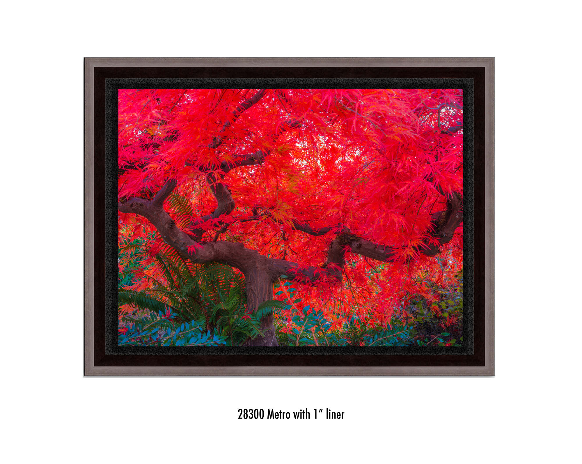 Scarlet-Tree-28300-1-blk.jpg