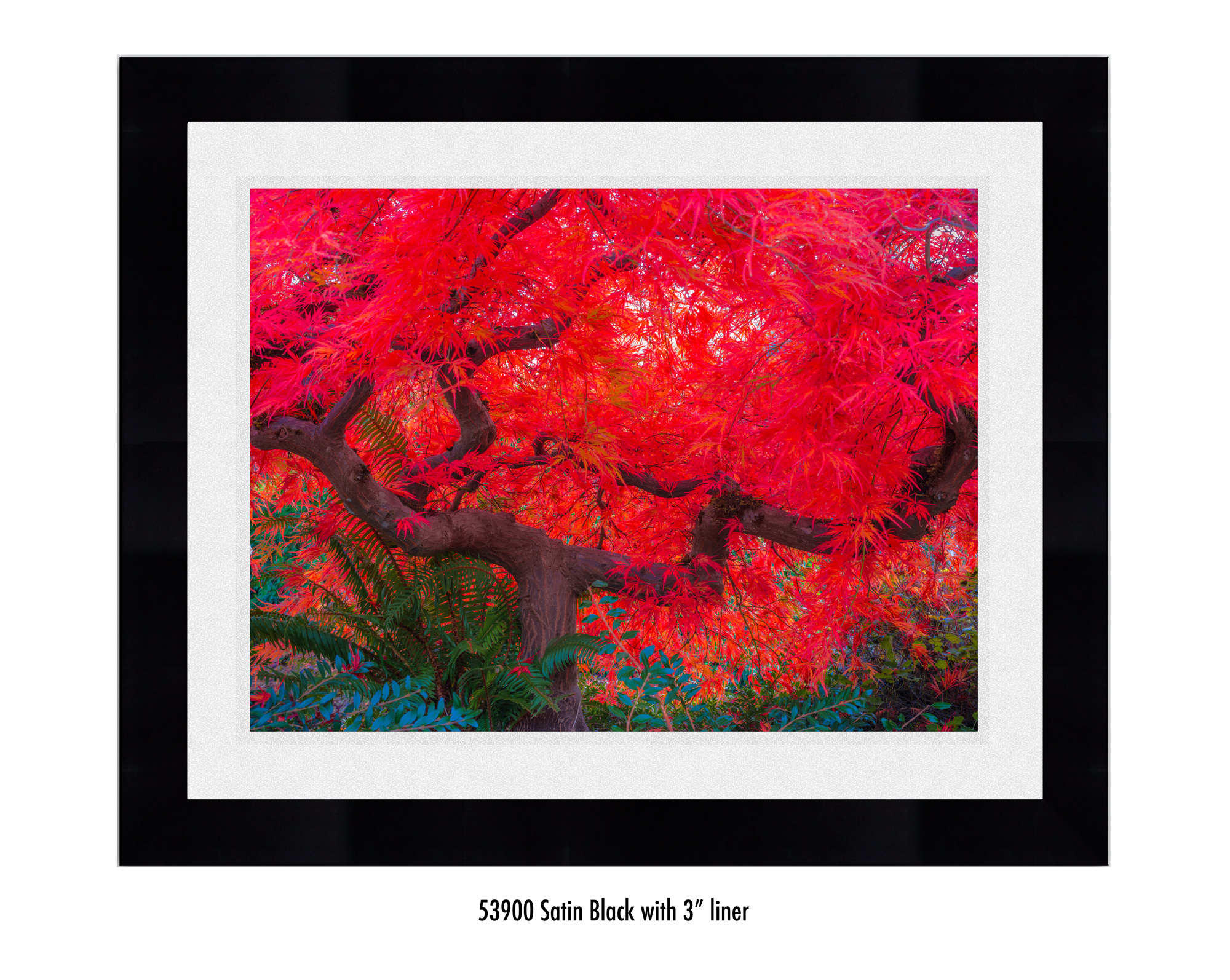 Scarlet-Tree-59300-3-wht.jpg