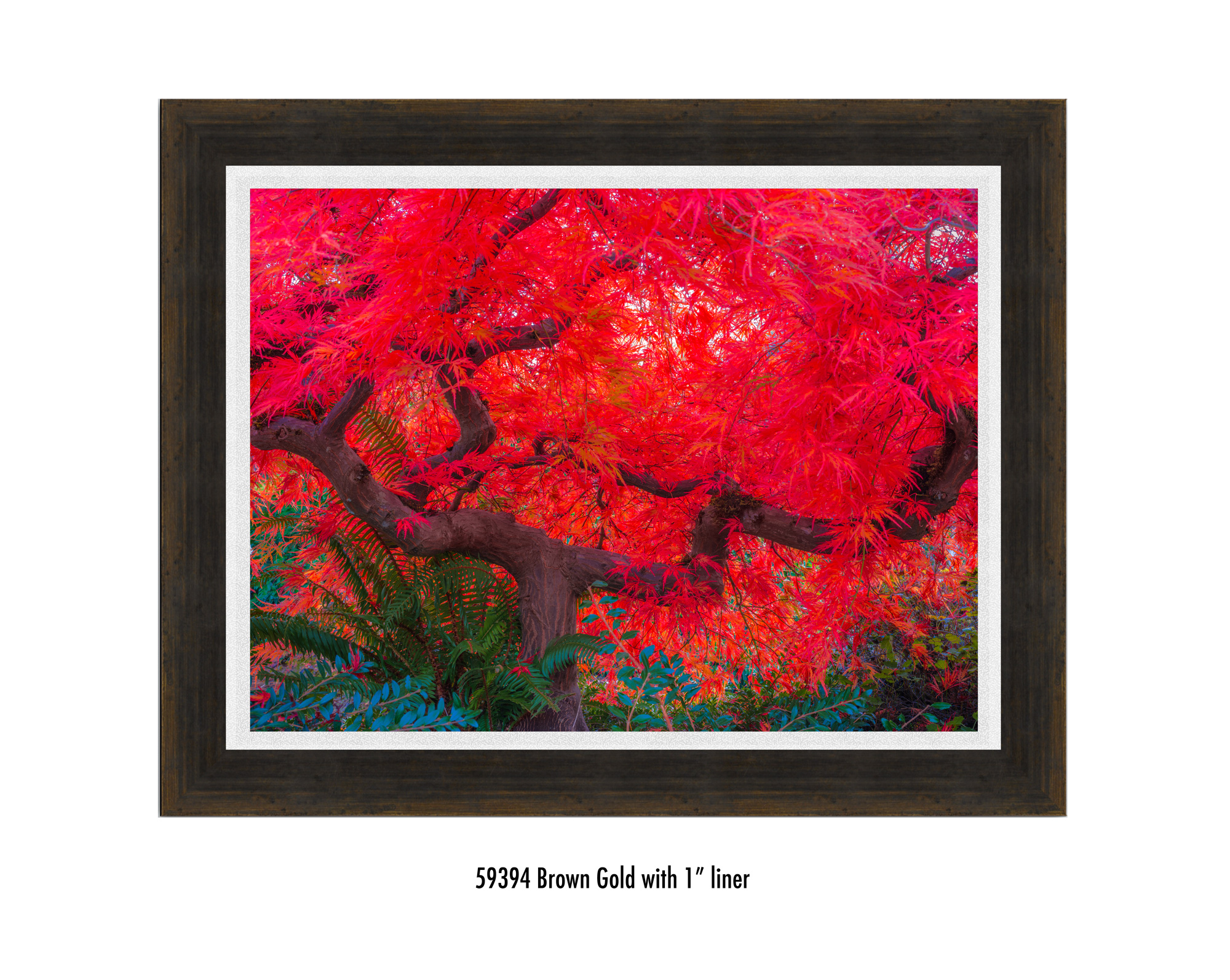 Scarlet-Tree-59394-1-wht.jpg