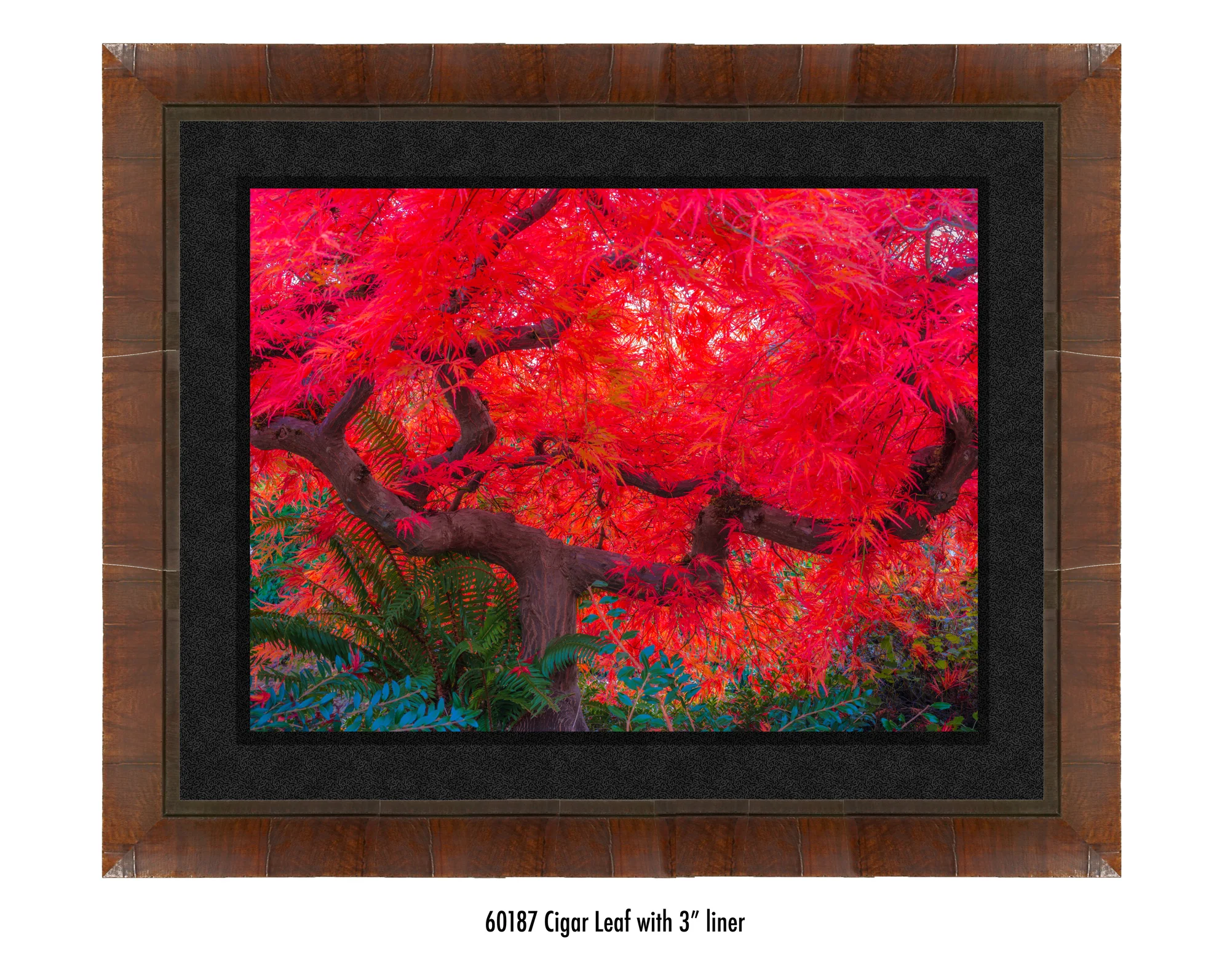 Scarlet-Tree-60187-3-blk.jpg