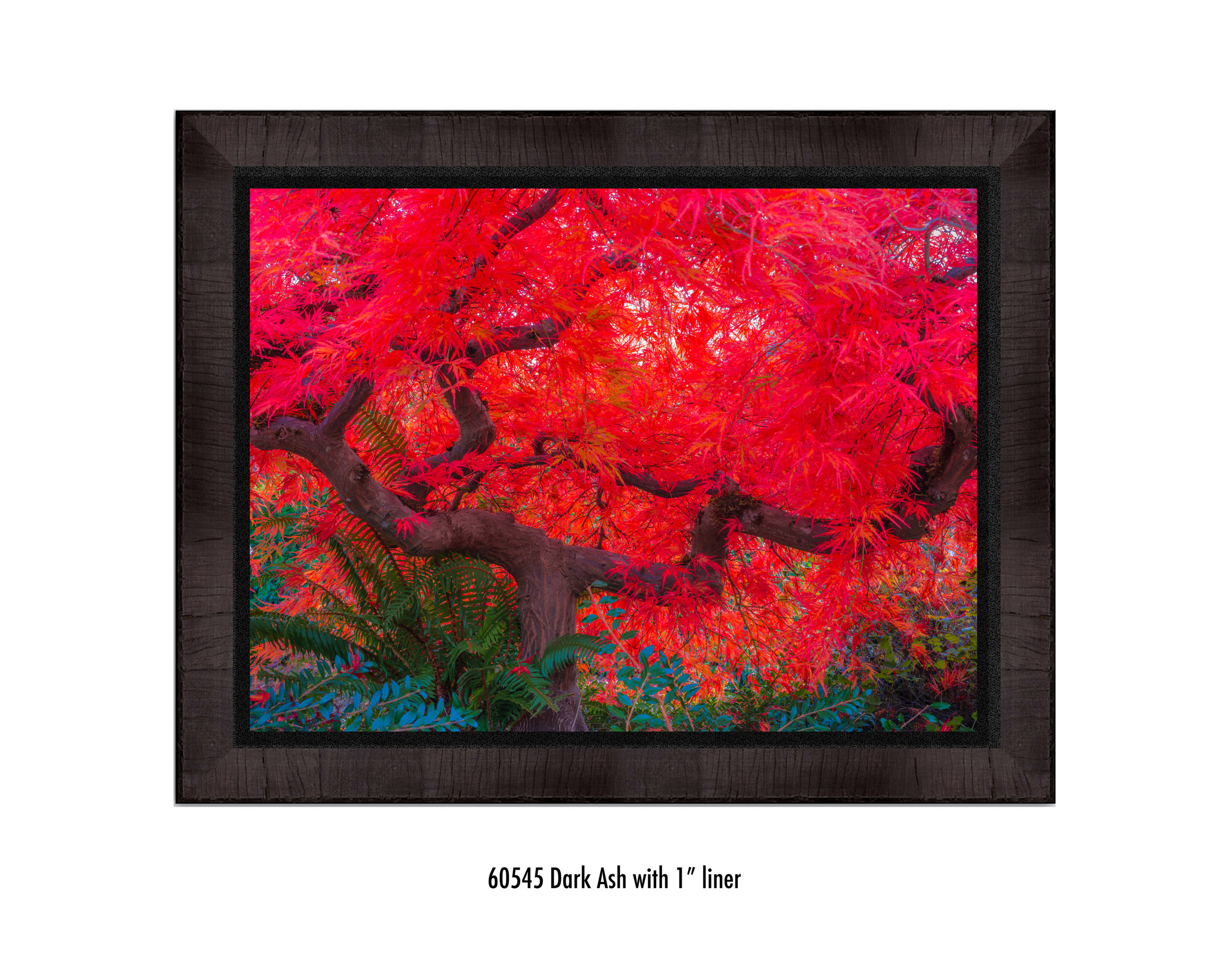 Scarlet-Tree-60545-1-blk.jpg