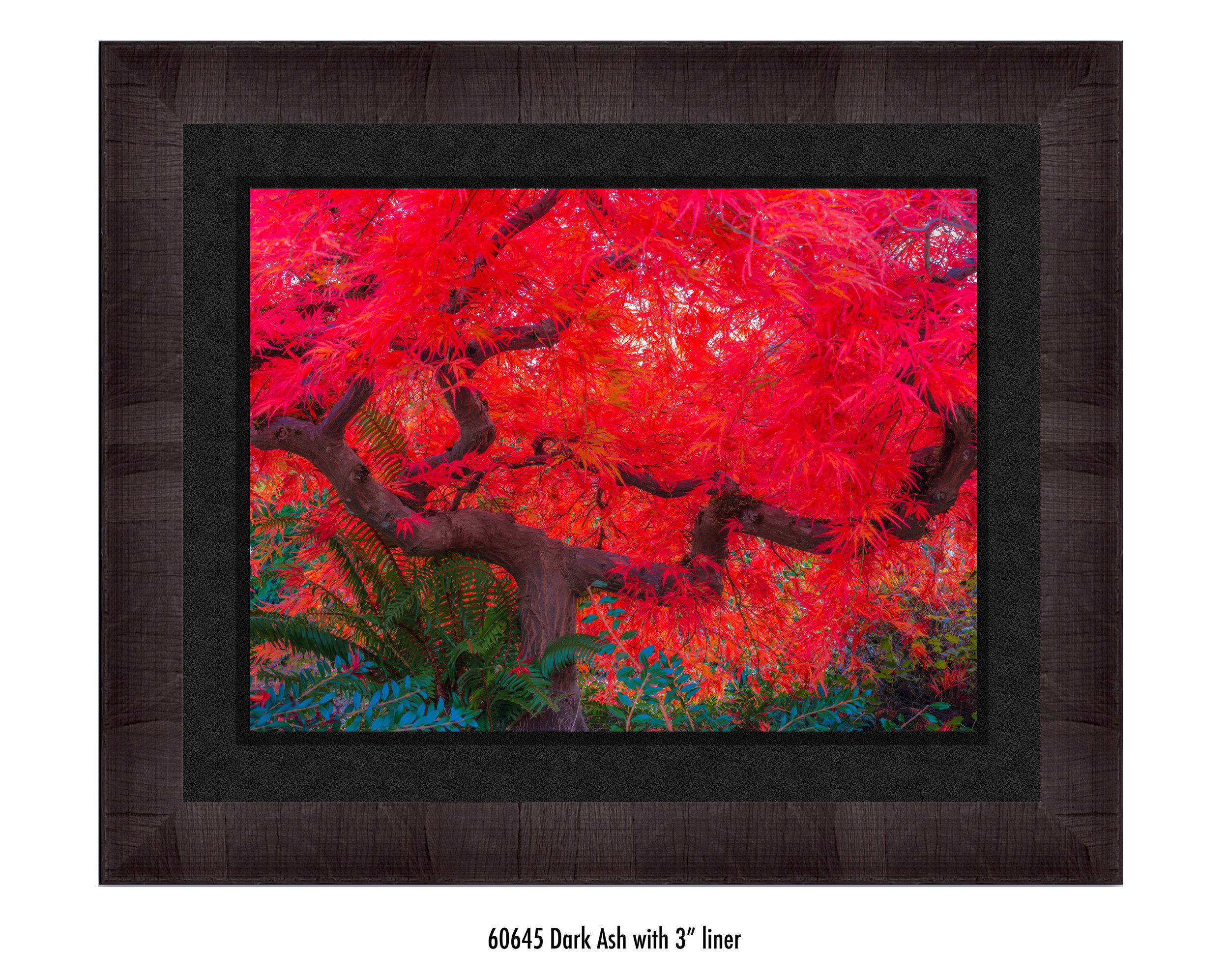 Scarlet-Tree-60645-3-blk.jpg