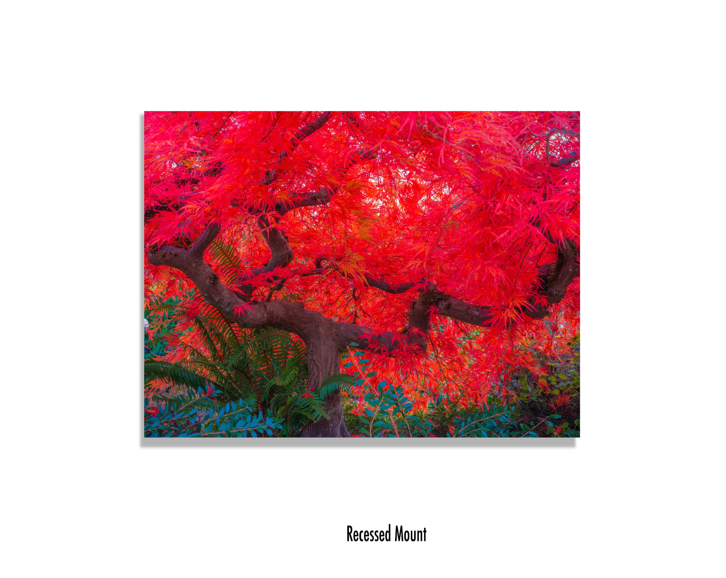Scarlet-Tree-recessed-mount.jpg