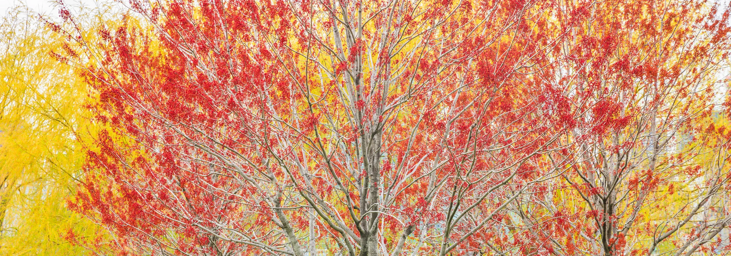 “Autumn” Captured in Queens, NY.
