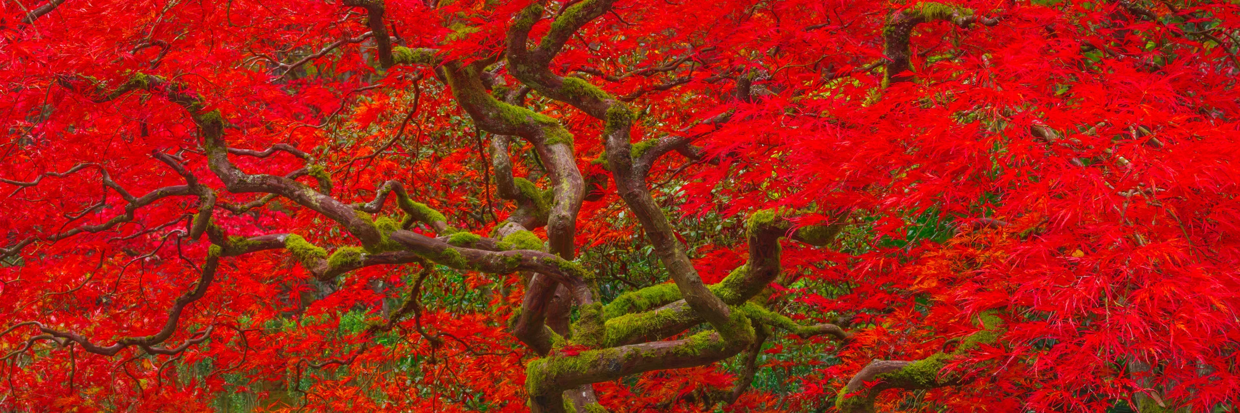 Avendasora Leaf - Seattle Japanese Garden, 2017