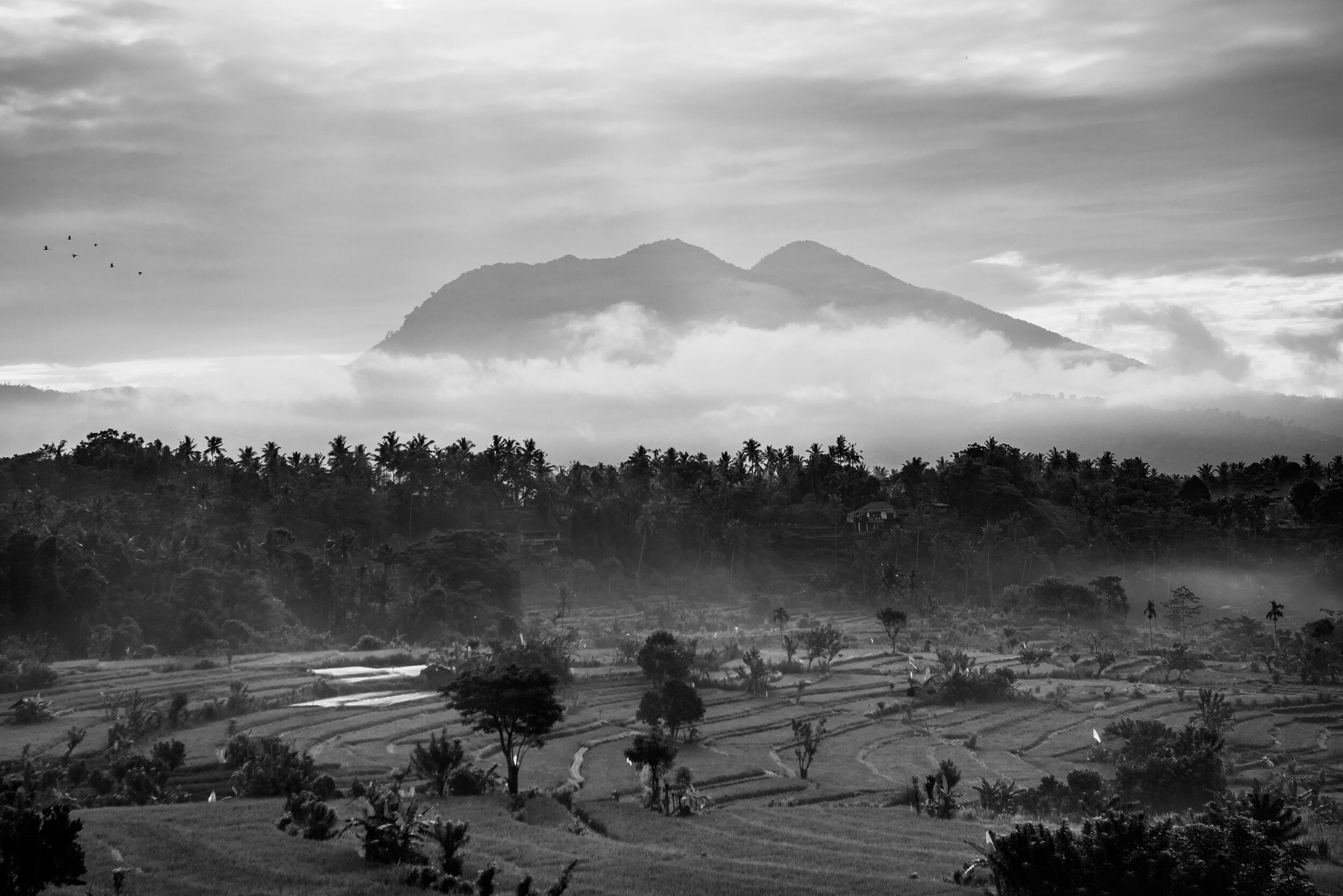 Rice-Fields.jpg