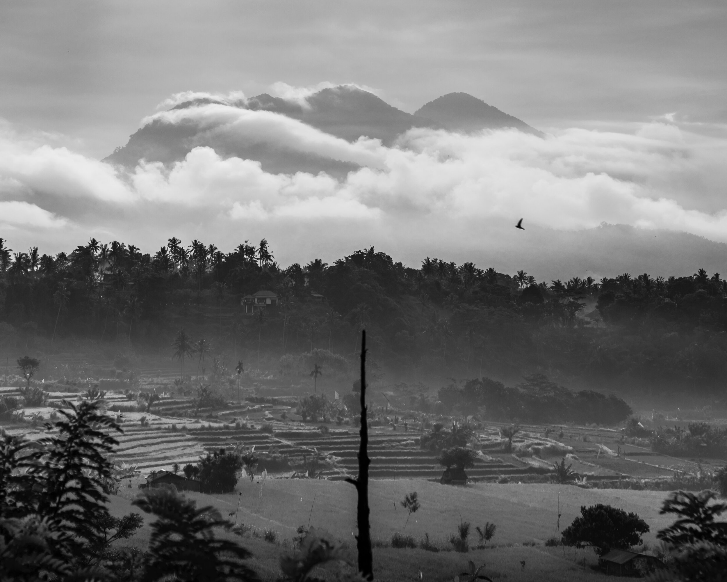 Rice-Fields-II.jpg