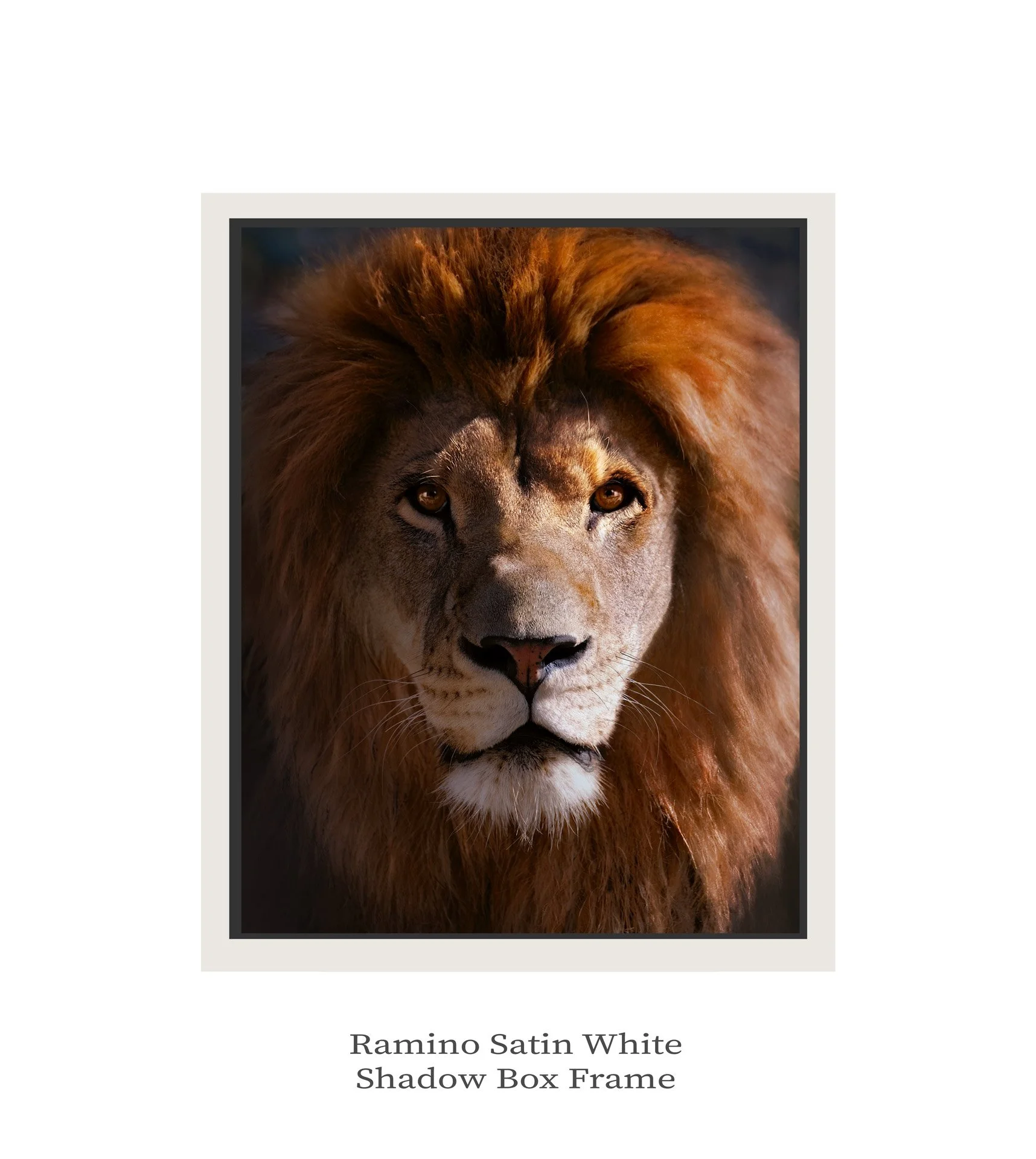Endurance-Ramino-white-shadow-box.jpg