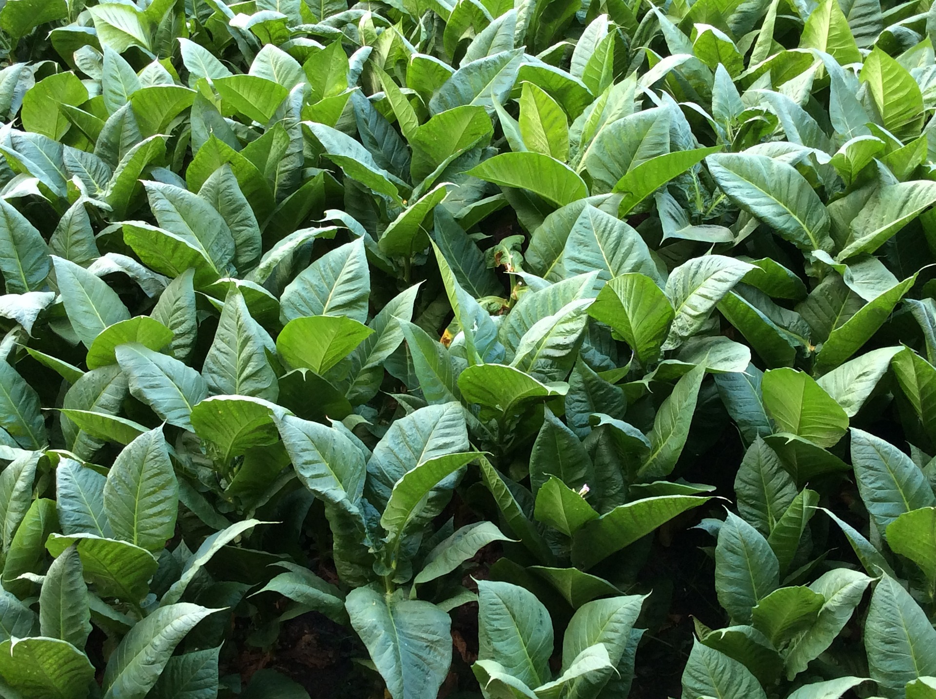 tobacco-1652069_1920.jpg