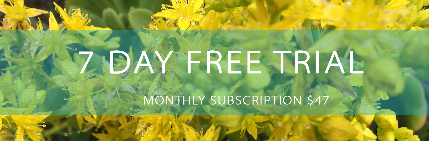 7 day free trial banner.png