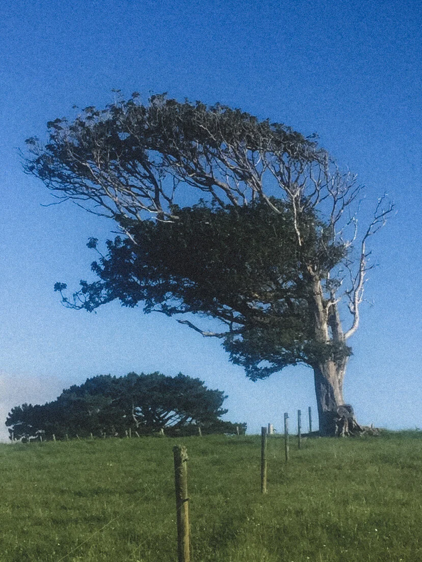 The Farm - Puriri.JPG