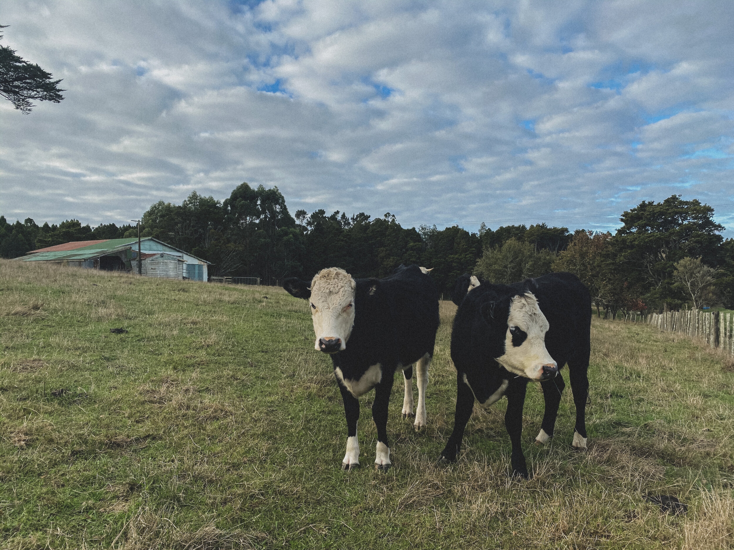 The Farm - Cows.JPG
