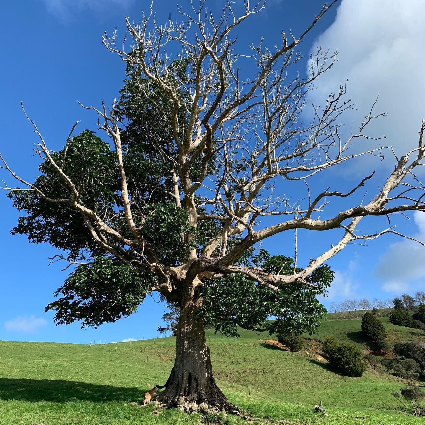 One of my favourite native trees on the farm. The tenacious Puriri it&rsquo;s gnarled trunks, tortured branches alongside lush ones. Flowers and fruit for the native pigeon Kereru. This #weathere hardwood is the perfect base for some lichen forms.  #