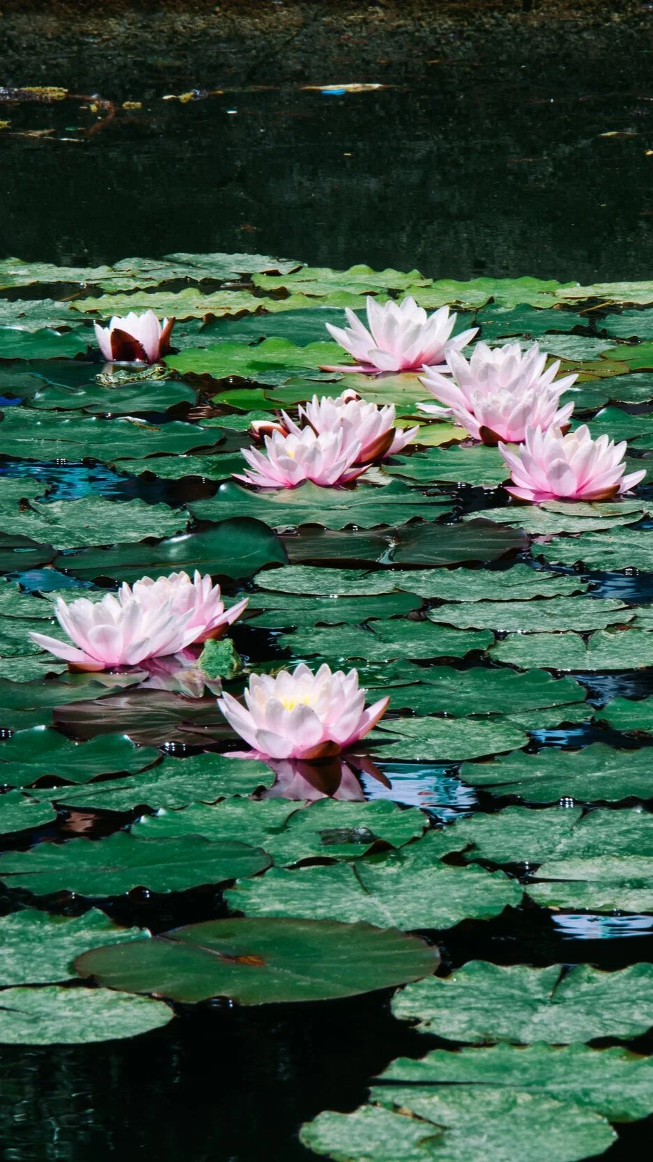 Stillness is a Life Force