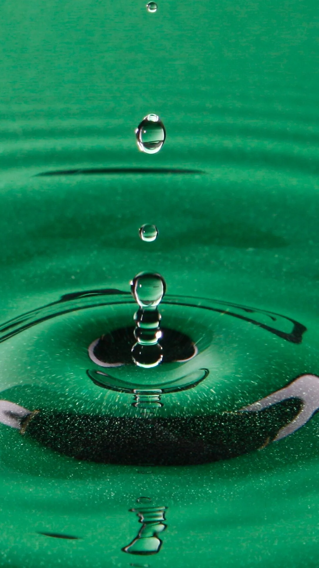 Pet Grief needs therapy