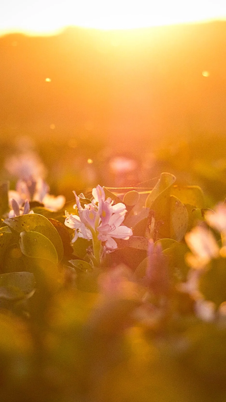 Awaken Your Soul, Drop Your Ego