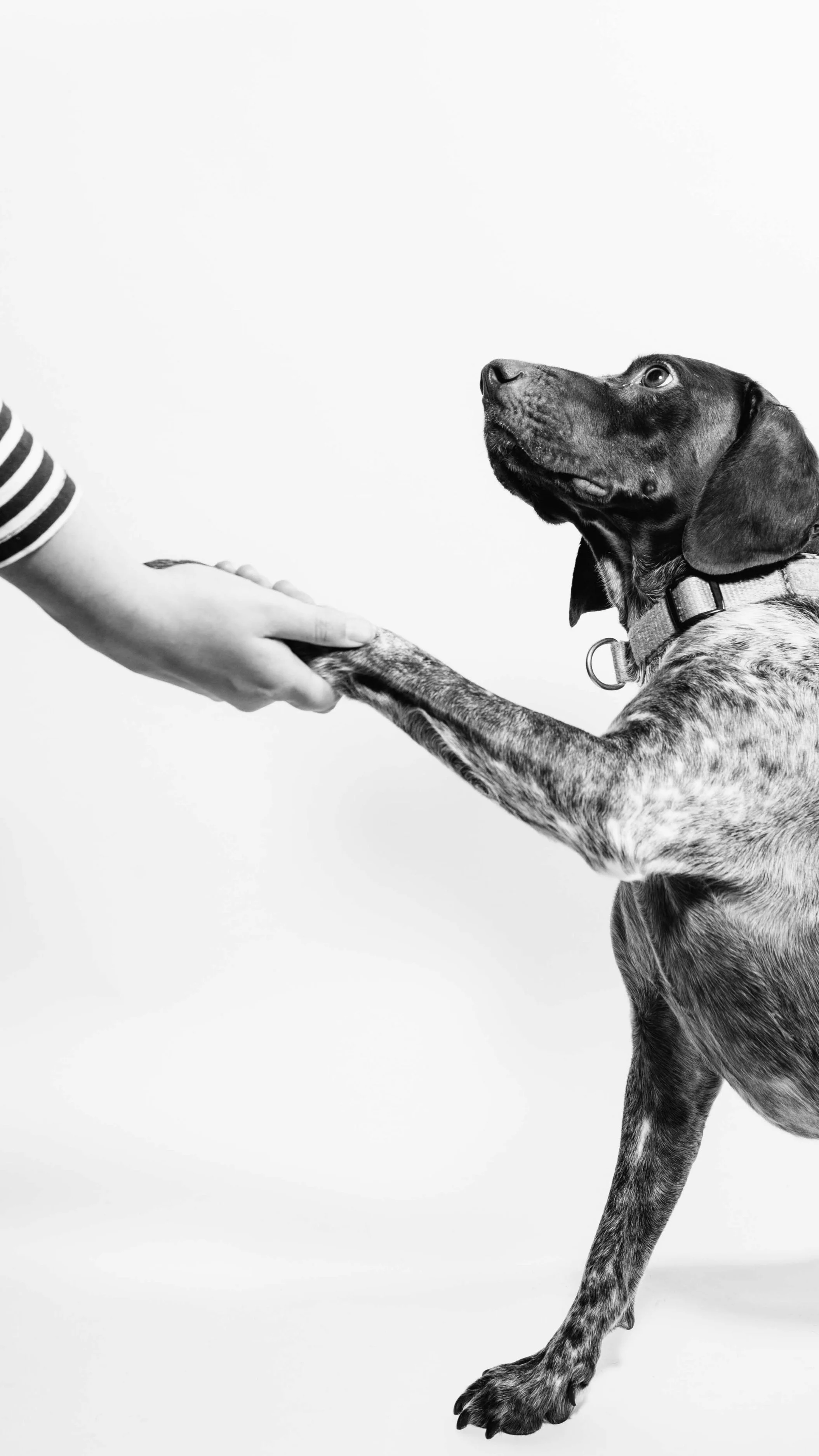  Dog Training=Human Training