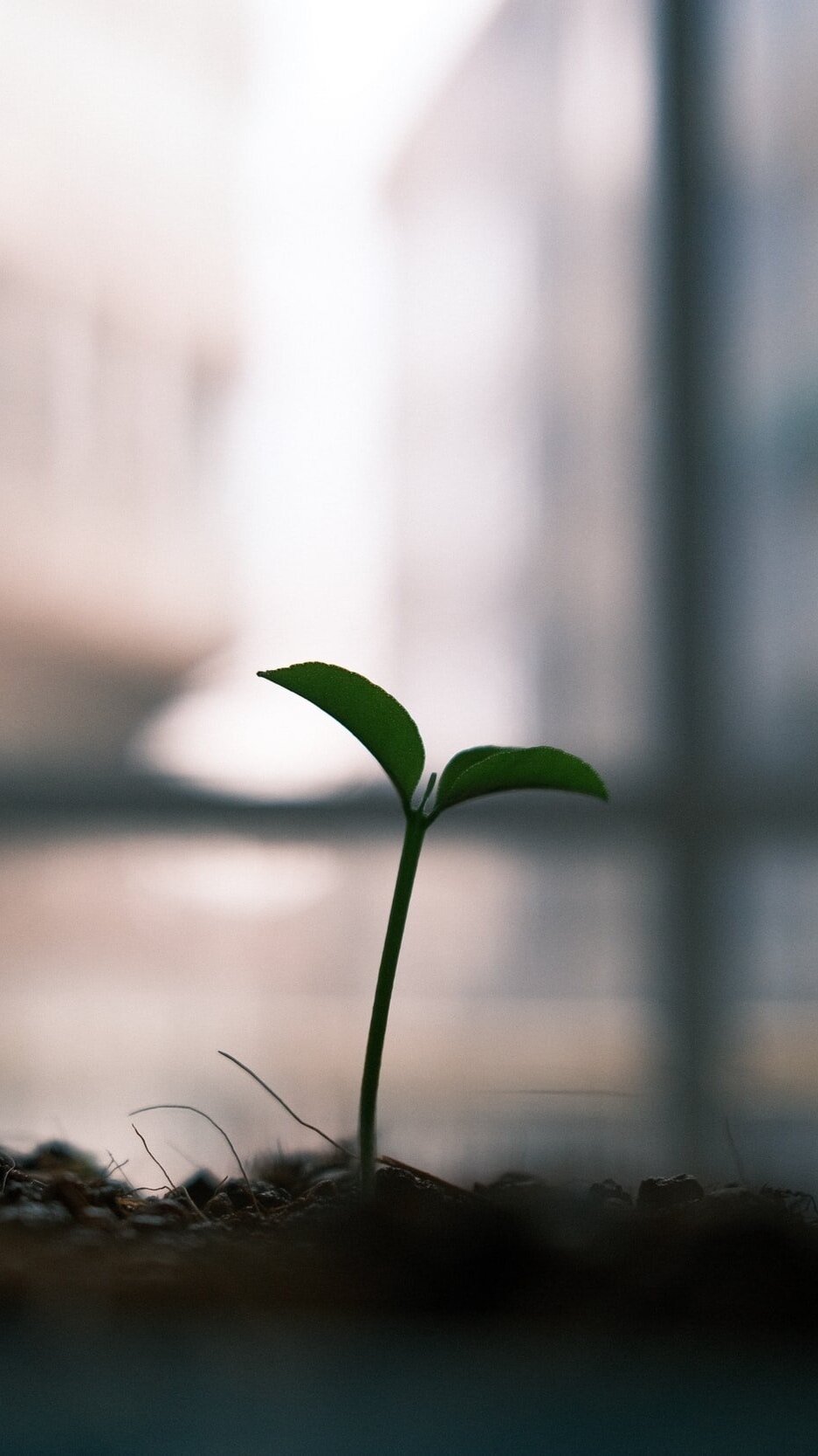 The Seeds of Divorce