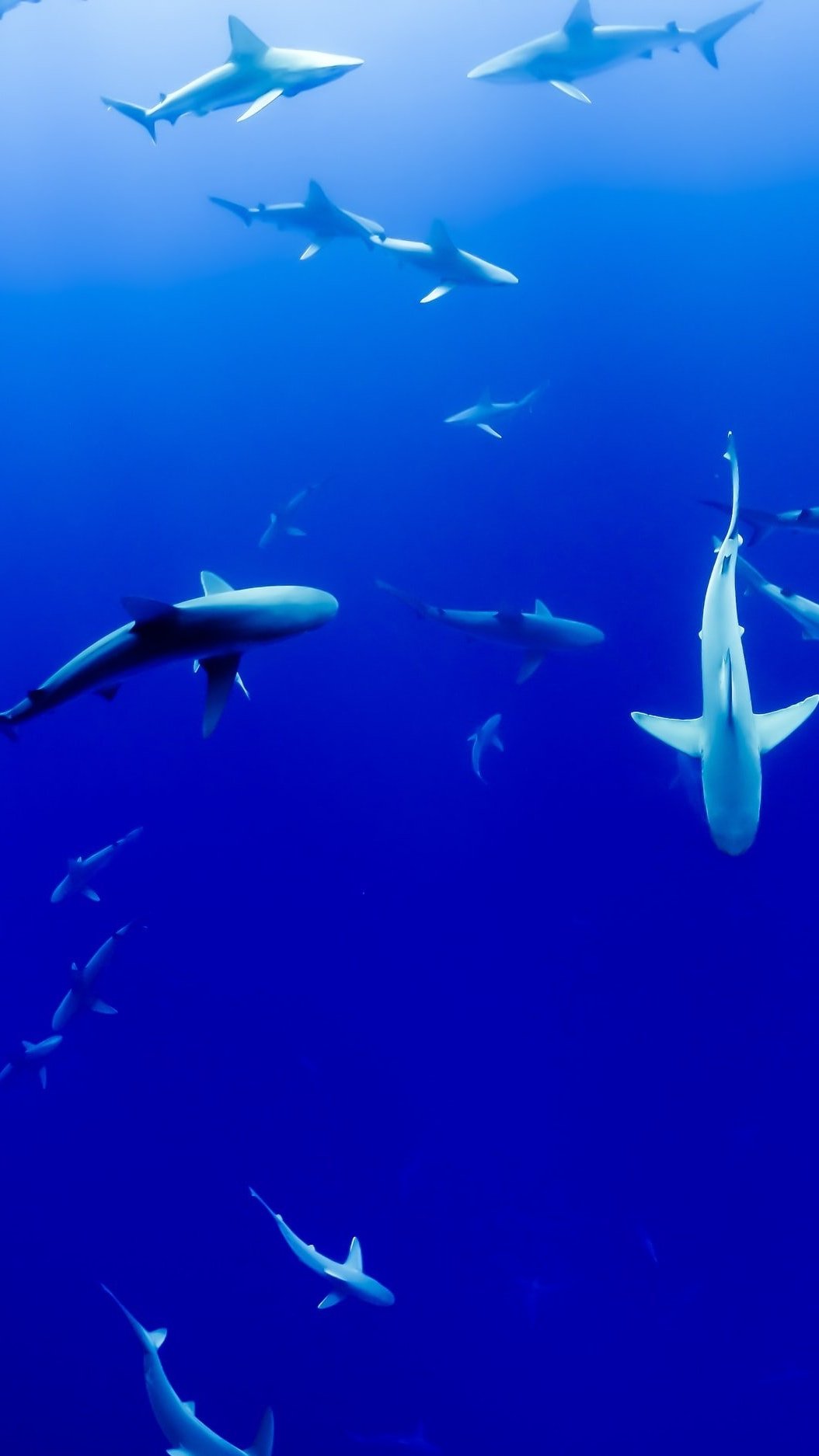 Being Mindful of Sharks