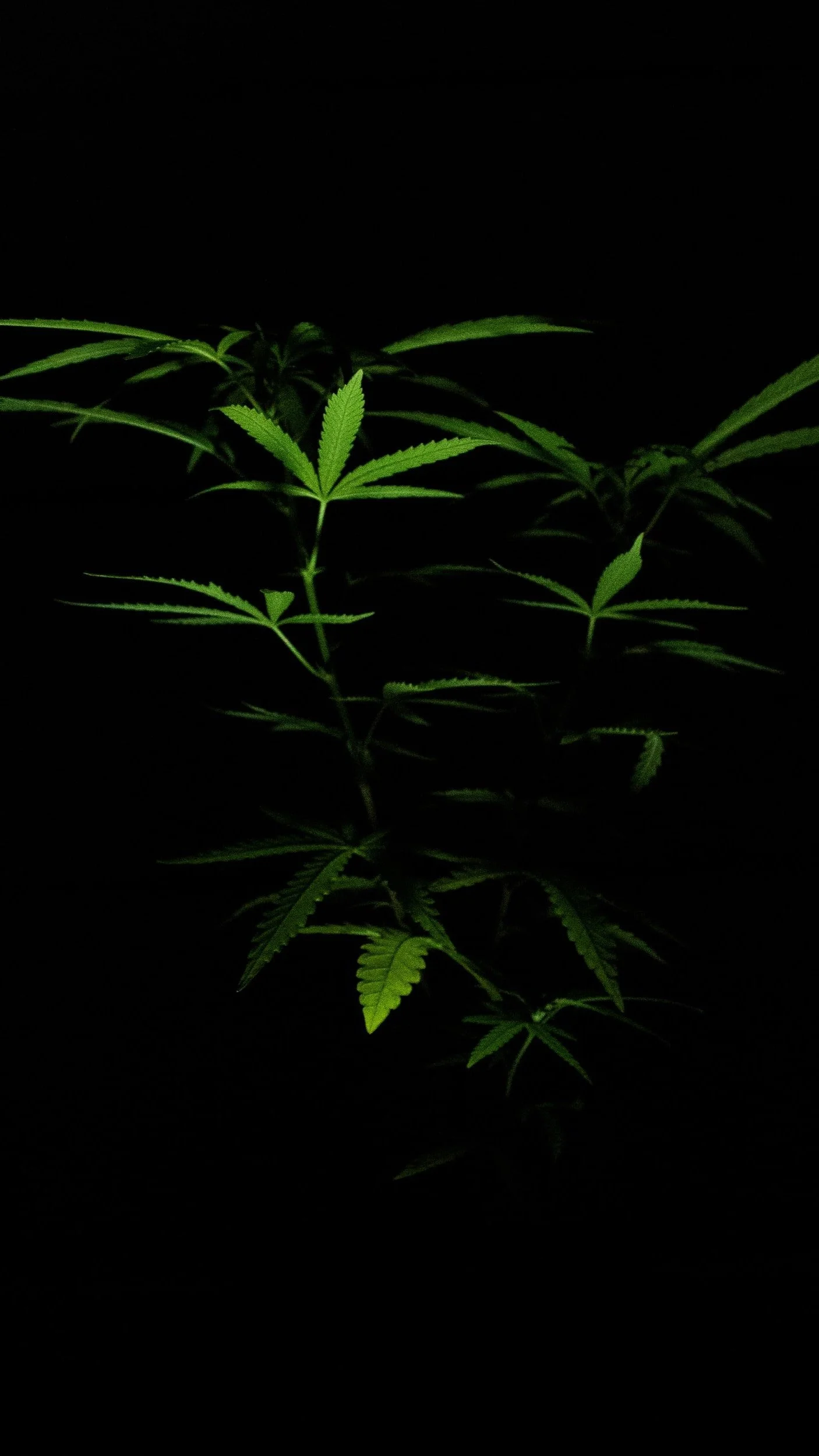 Psychedelic Therapies