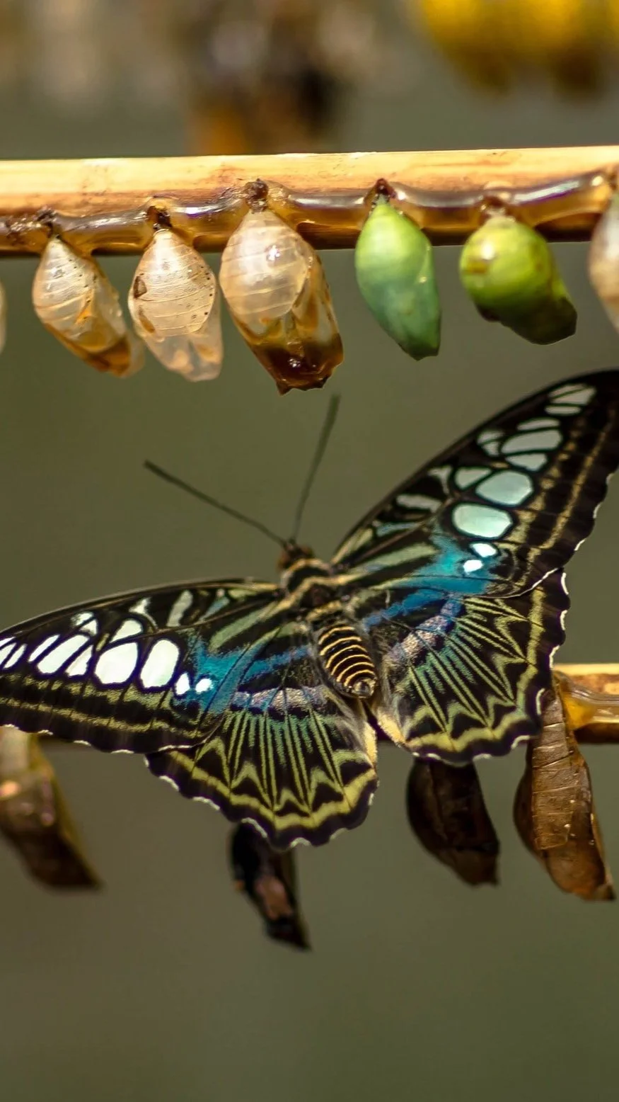 Nervous System Awareness Changes Everything