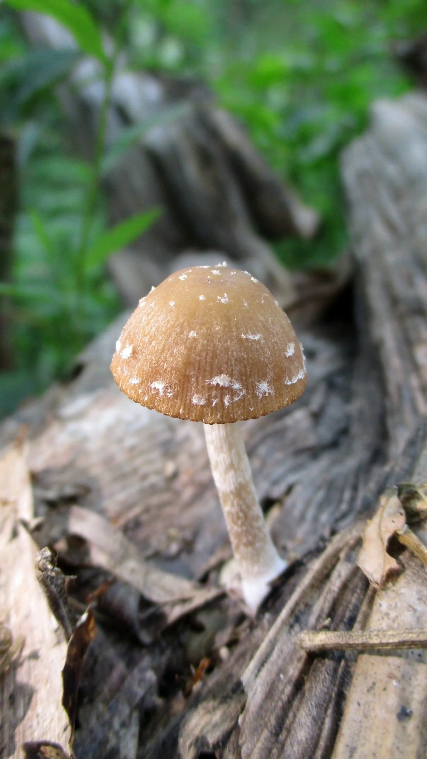 Plant Medicine Aftermath