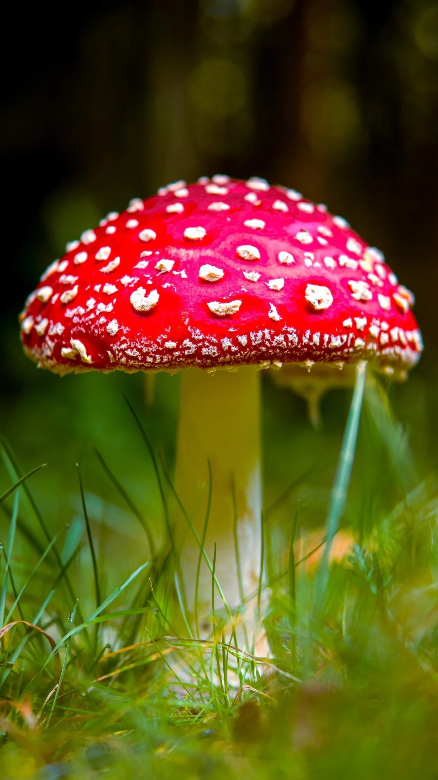 Microdosing and Healing