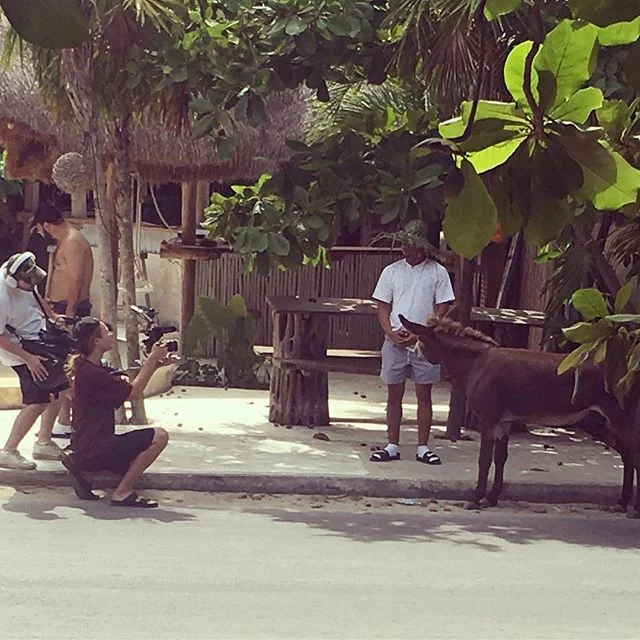 Superstaaaa #sanchothedonkey #imsocute #everyonelovesme