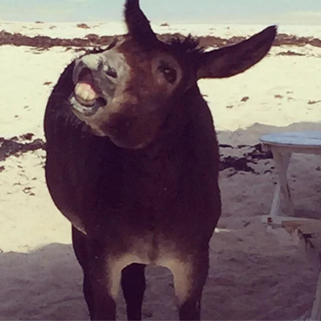 Don't worry be happy 😃#sanchothedonkey #tulumvibes #smilleallthetime #happinessishere