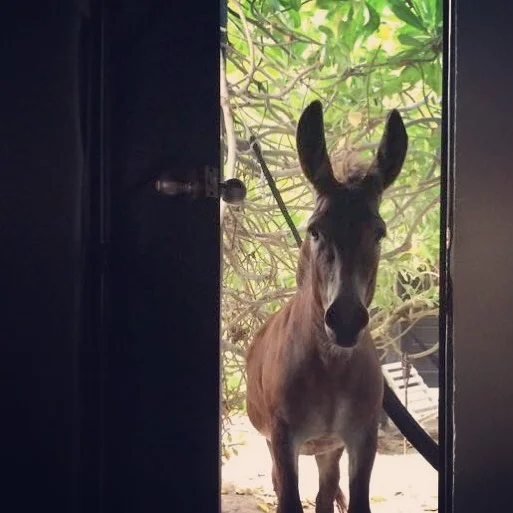 Toc, toc .... #sanchothedonkey #openthedoorplease #zulumhotels #tulumlife #caribeandonkey