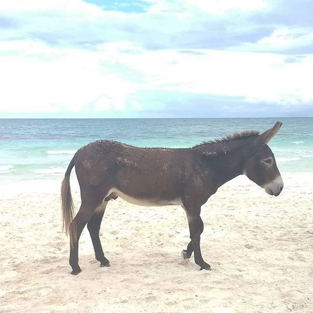 I&rsquo;m sexy and I know it #sanchothedonkey #hotelzulum  #caribeandonkey #mondaymood  #tulumlove