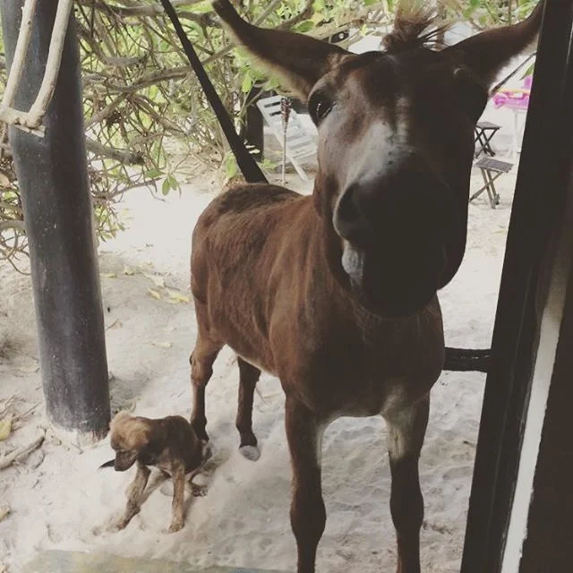 Sunday fun day #sanchothedonkey #letsplaytogether #tulumforever