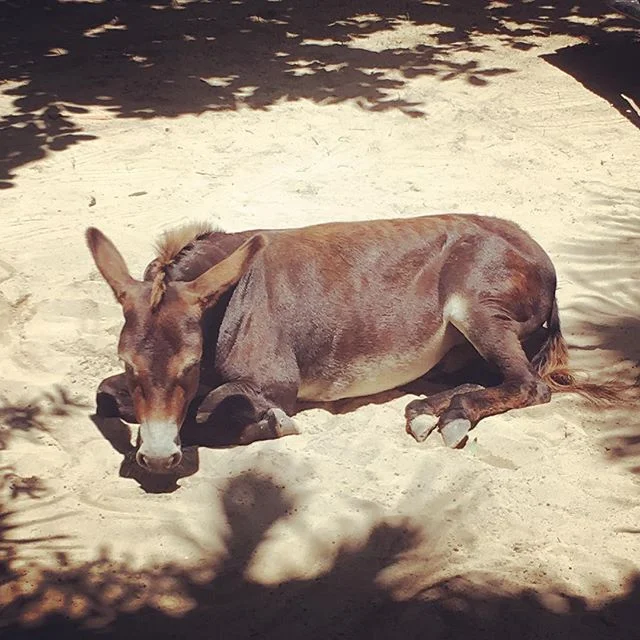 SUNday FUNday #sanchothedonkey #chillingday #tulum🌴