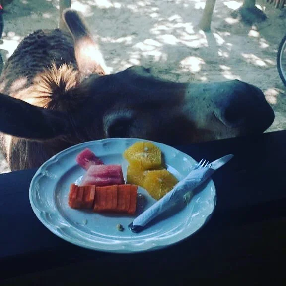 Healthy Monday&rsquo;s #sanchothedonkey #foodie #eeeeats #mexicancaribean #tulumfreshfood