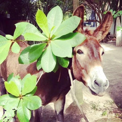When nature is part of your outfit #sanchothedonkey #ilovemondays #tulumlifeloving #naturelover