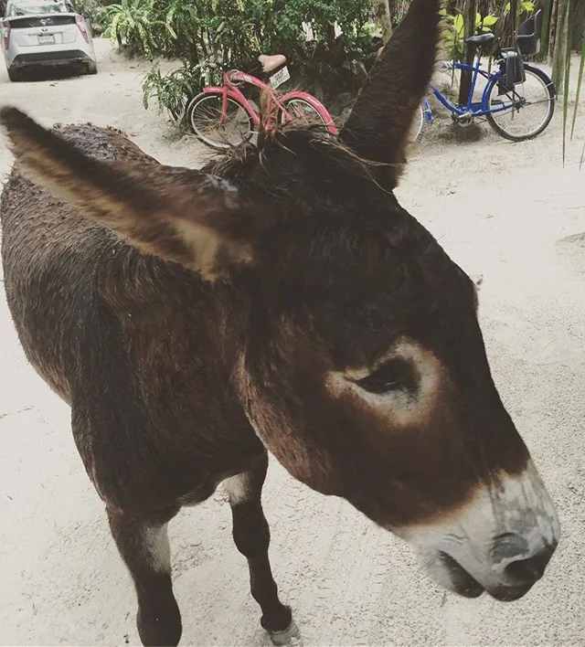 Dancing in the rain #sanchothedonkey #rainyhairdontcare #fridayiminlove #tulum🌴