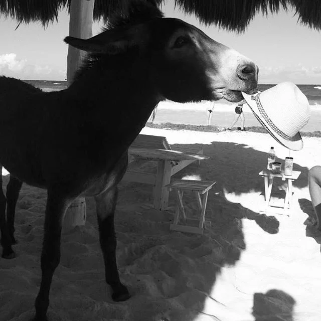 Take out your hat #sanchothedonkey #saturdaymood #tulumfashionista