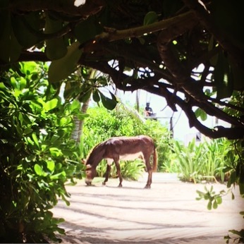 Sanchadise #sanchothedonkey #tulumparadise #caribemexicano #donkeysofinstagram