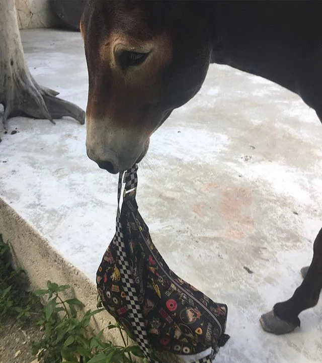 Helping with the bags #sanchothedonkey #imagentleman #lovetohelpothers #tulum🌴