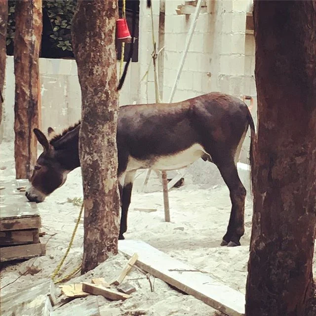 There&rsquo;s always something to improve #Sanchothedonkey #improvementseason #workingdonkey #tulumhotel