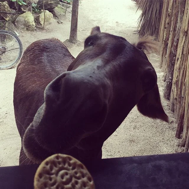 Cookie time  #sanchothedonkey #&ntilde;am&ntilde;am #cutedonkeysofinstagram #tulumlife
