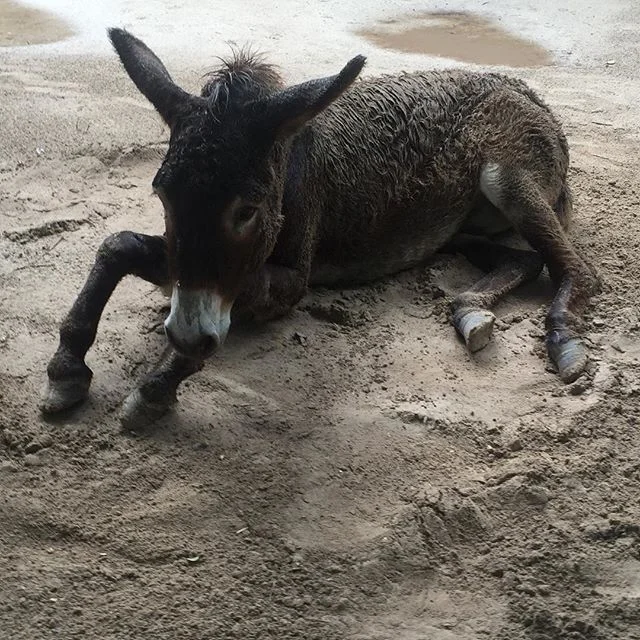 Breaded Sancho #sanchothedonkey #sandonmybody #donkeysofinstagram #rainy☔️ #cuddlingweather #tulumlife