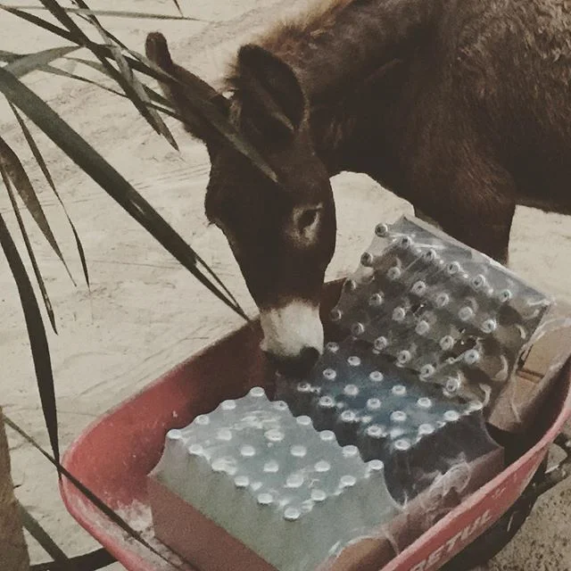 Happy start of the week #sanchothedonkey #mondaysmood #workingdonkeys #donkeysofinstagram #tulum🌴