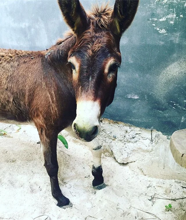 Shit happens #sanchothedonkey #imok #itwillpass #donkeygram #tulum🌴
