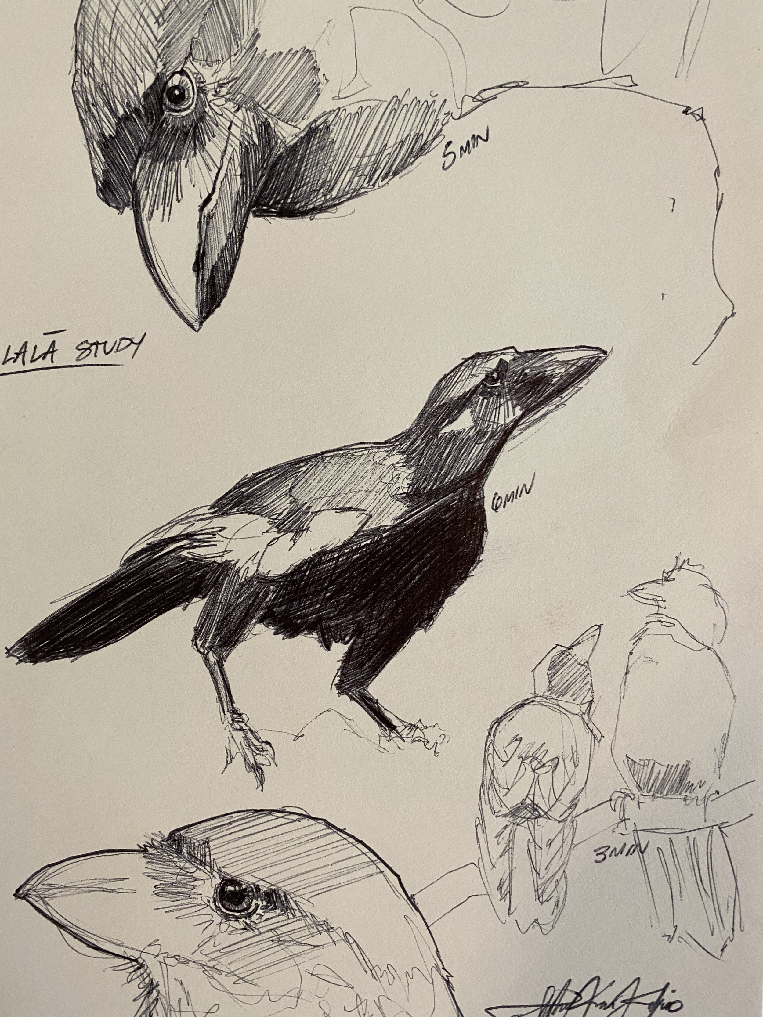 ALALA BALL POINT STUDY