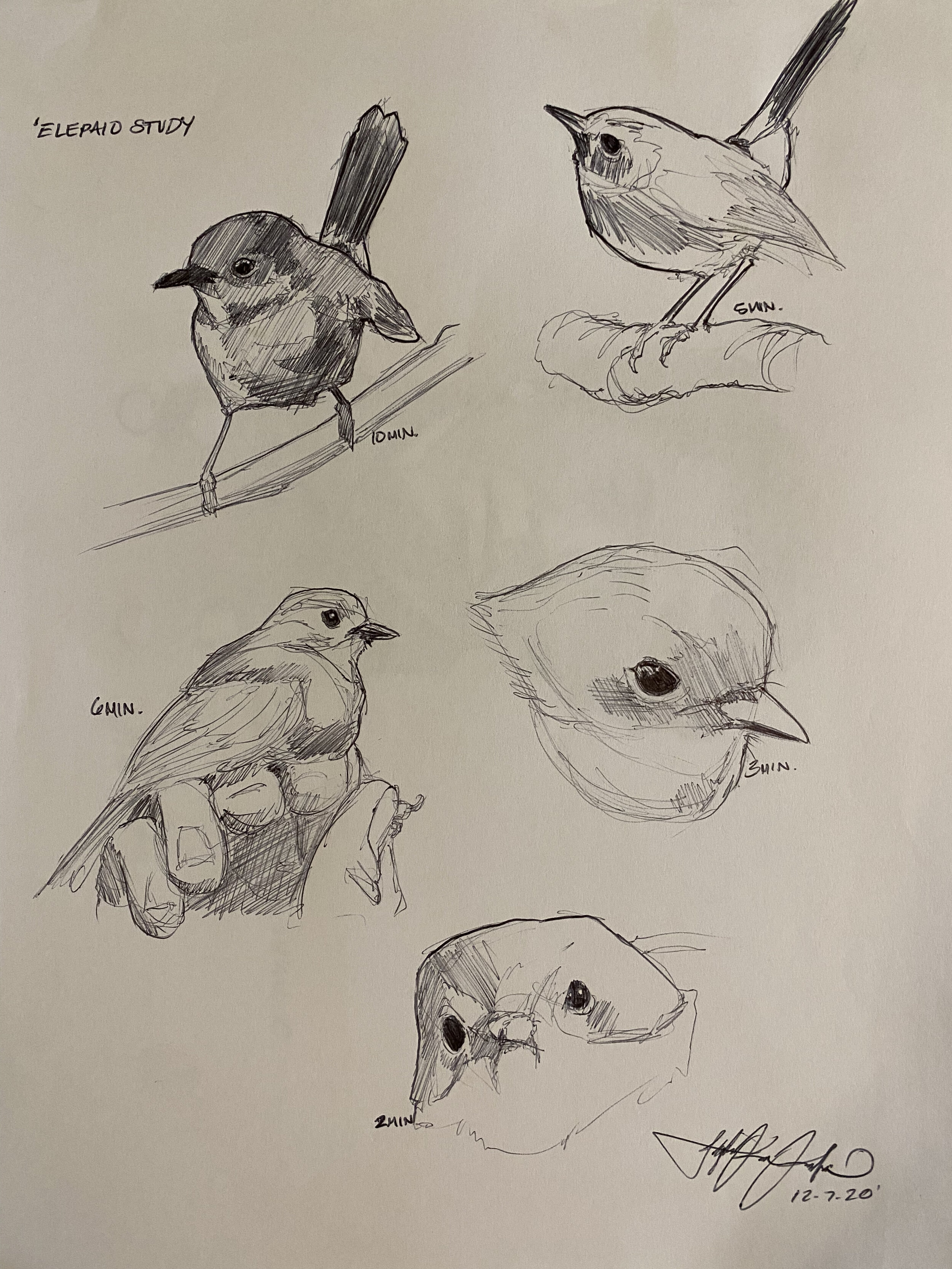 ELEPAIO BALL POINT STUDY