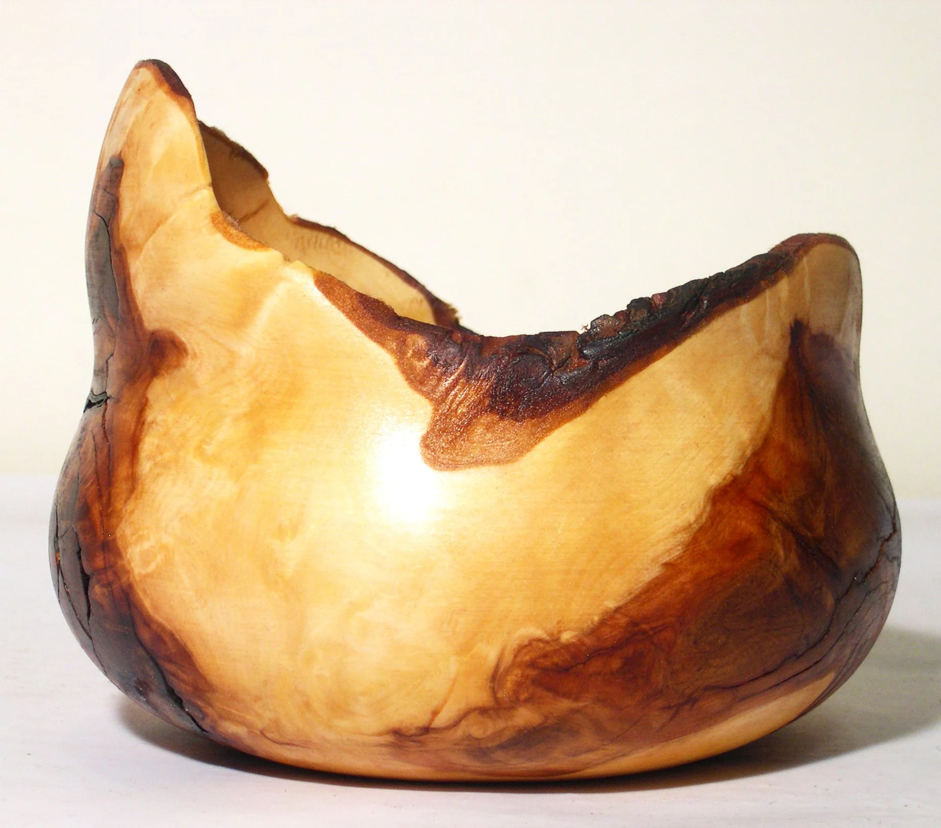 Bald Cypress Knee 2.JPG