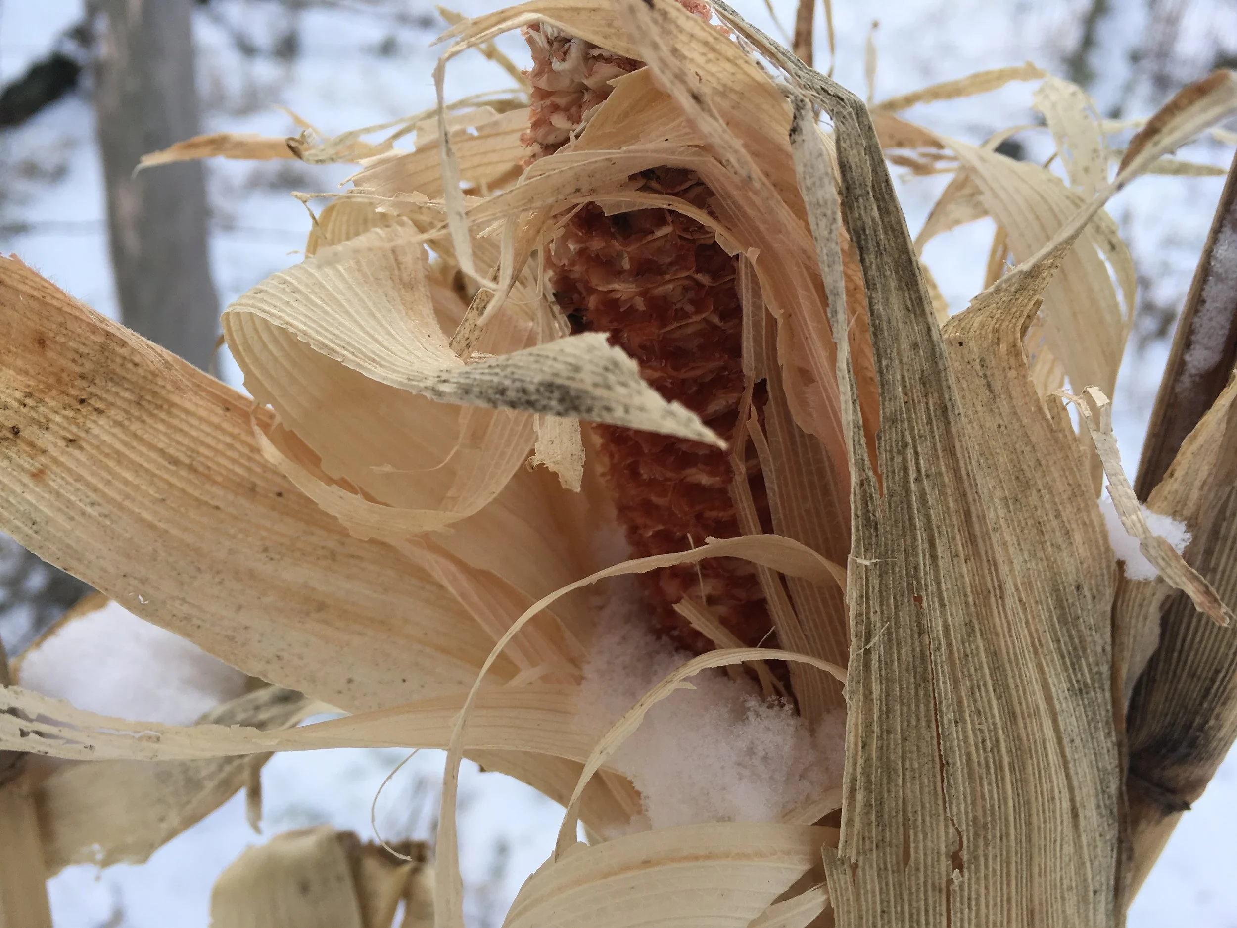 cornhusk.jpg