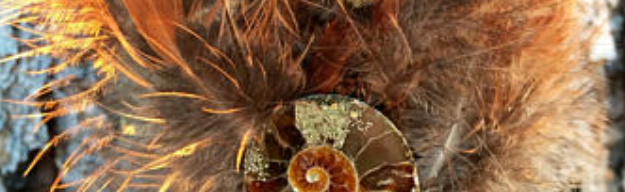 feathersshells.png
