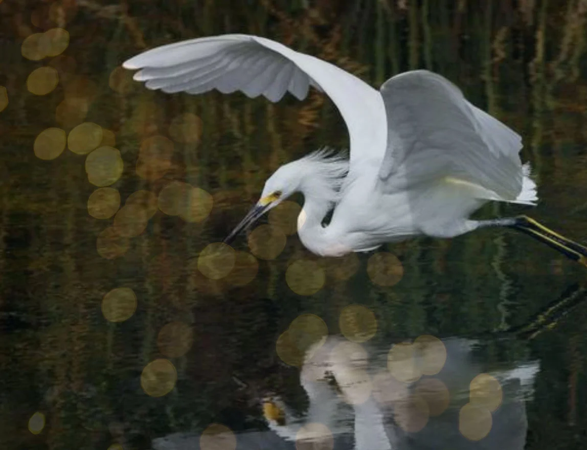 MagicOma-Crane-reflected2.jpg